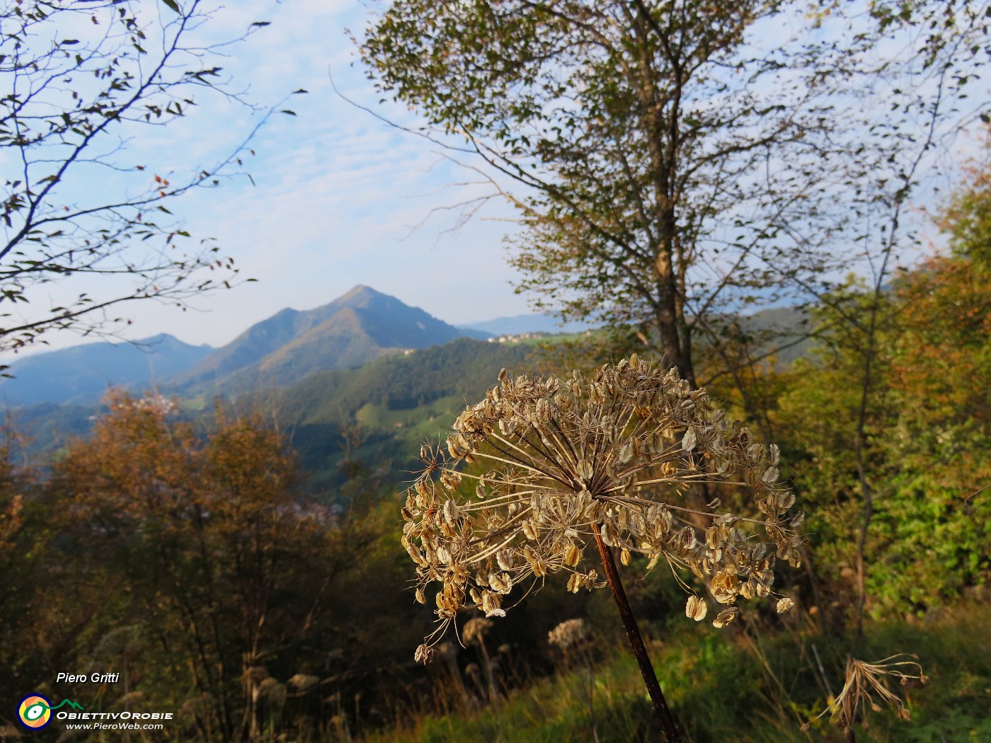 07 Heracleum sphondylium (Panace) con vista verso il Monte Gioco.JPG